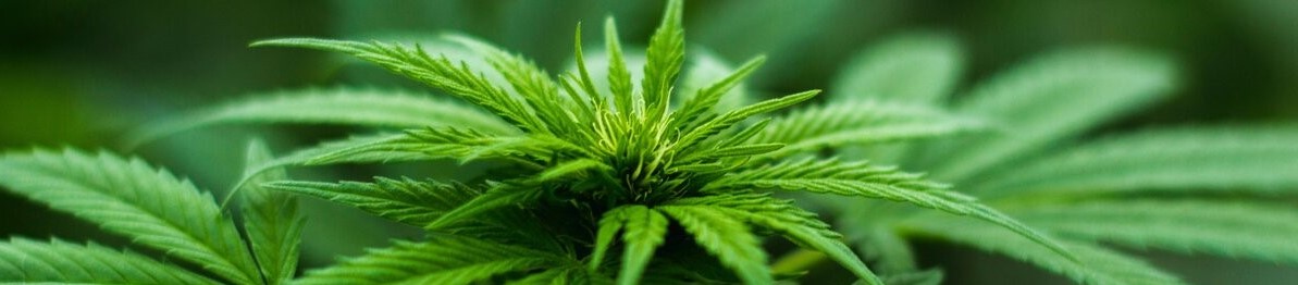 					Dispensaries Cannabis News