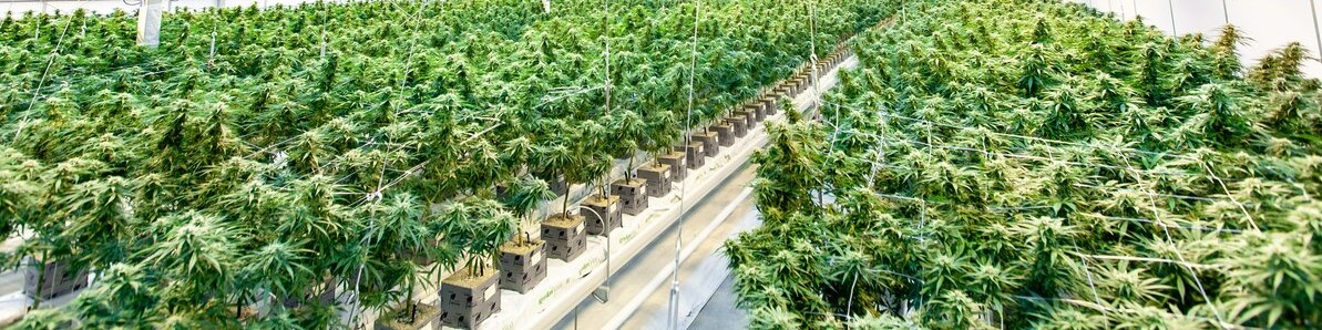					CBD News Cannabis News