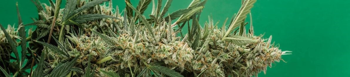					Legal Growers Cannabis News
