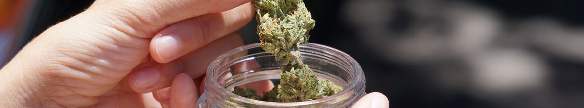 					Outdoor Growing Cannabis News