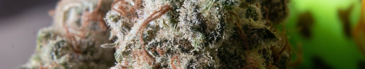 					Terpenes Cannabis News