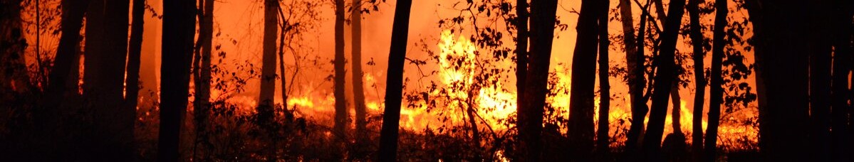 					Wildfires Cannabis News