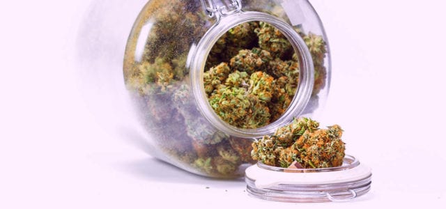 Florida Cannabis Legalization Amendment Proposal Most Expensive Campaign Since 2010