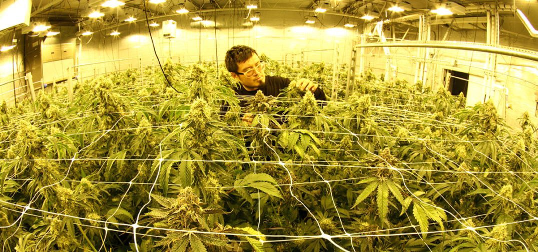 arizona cannabis jobs
