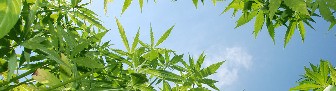 					Hemp Industry News Cannabis News