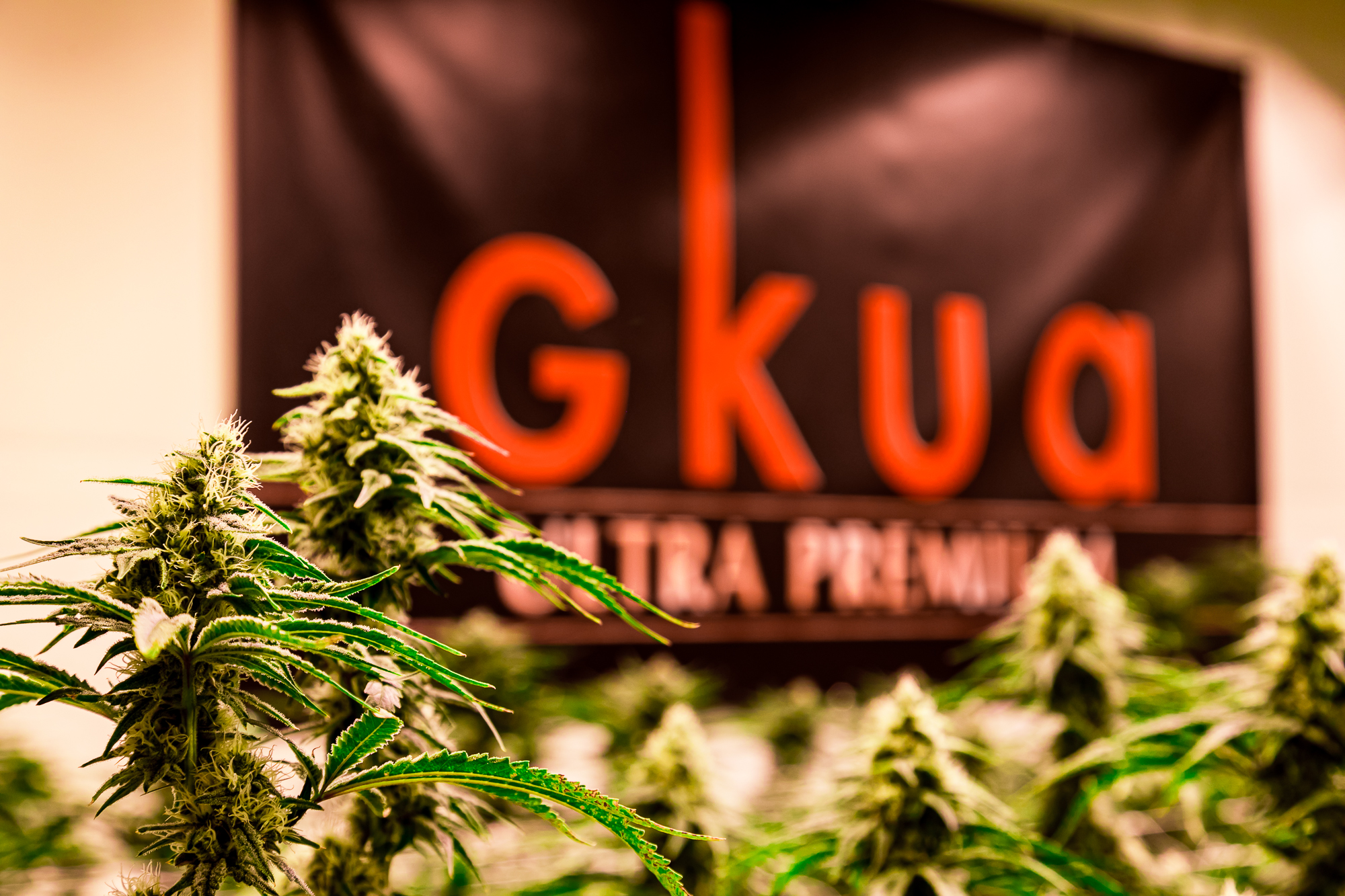 GKUA cannabis colas