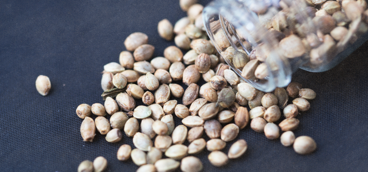 DEA Acknowledges Cannabis Seeds are Legal Under Farm Bill - Ganjapreneur