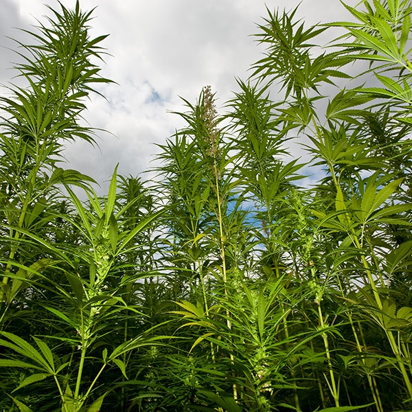 Fields of ganja, growing in Jamaica.