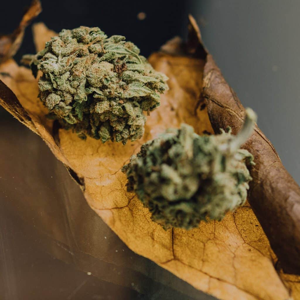 Learn how to make an all cannabis cigar (aka cannagar) wrapped in fan  leaves 