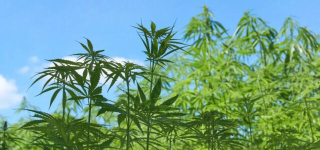 Oregon State University Wins $5.5M Federal Hemp Grant