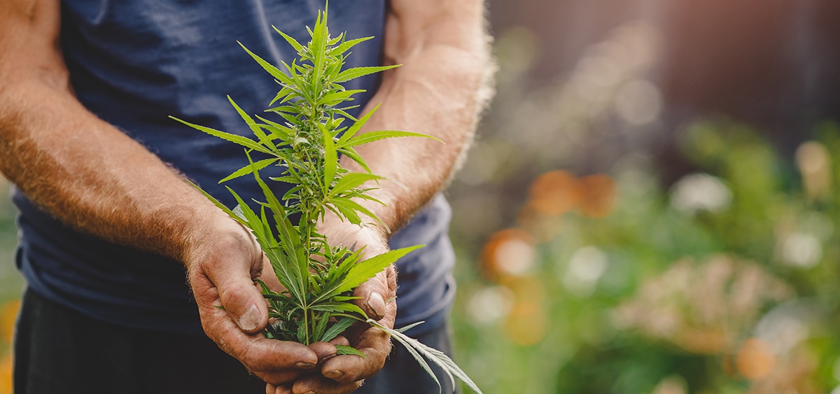 					Home Growing Cannabis News