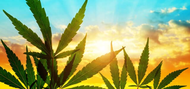 Pakistan Senate Committee Approves First-Ever Cannabis Regulation Bill