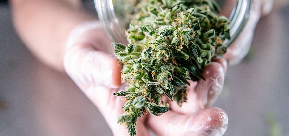 Nevada Gov. Signs Bill to Increase Cannabis Possession Limits & Reduce