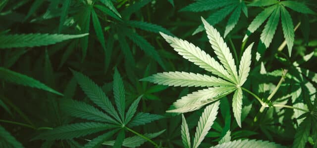 North Carolina Gov. Creates Advisory Council to Explore Cannabis Reforms