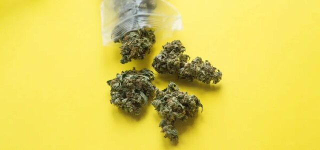 Survey: Government Least Likely to Be Source of Information on Cannabis