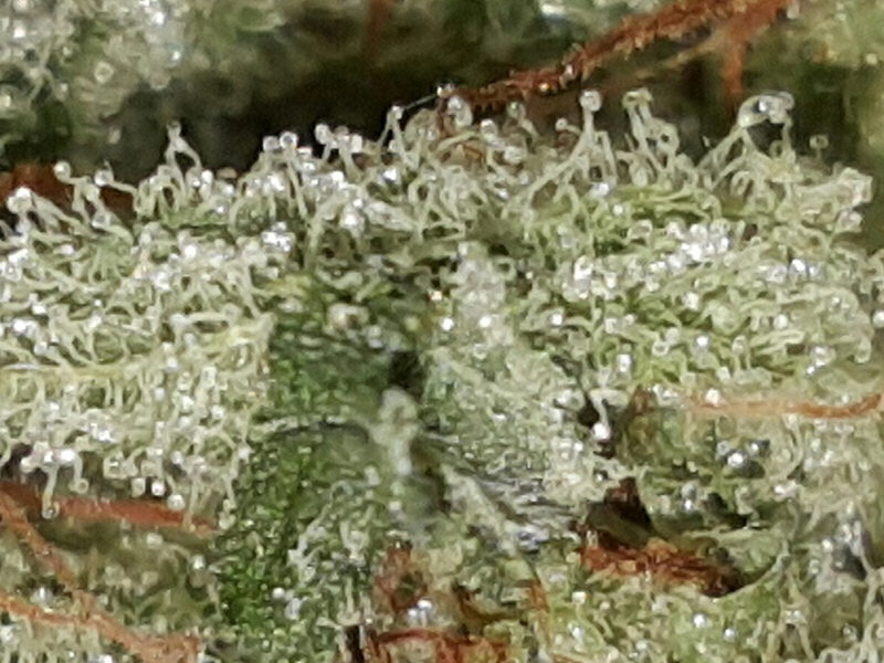 Blue Dream Marijuana by DNA Genetics