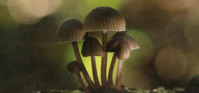 Colorado Psychedelics Program Primed for Launch