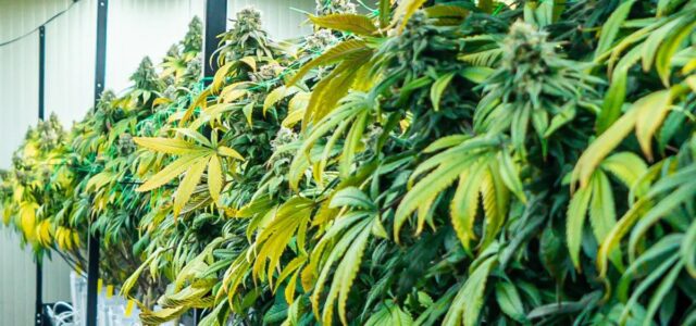 First Cannabis Business Licenses Awarded in Minnesota